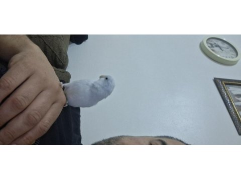 Tatlımı tatlı bal küpü forpus