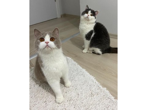 British shorthair lilac bicolor