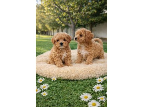 Müthiş rakamlara gerçek maltipoo yavrular
