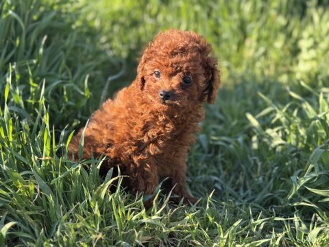 Petmode köpek çiftliğinden redbrown toy poodle yavrular