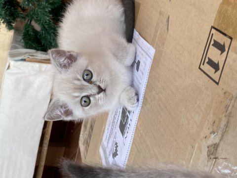 2 aylık eğitimleri tam blu pointler