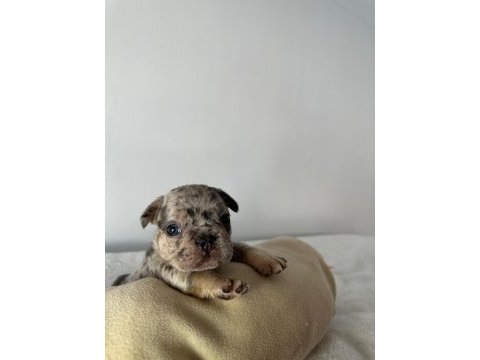 French bulldog yavrularımız ırk garantilidir