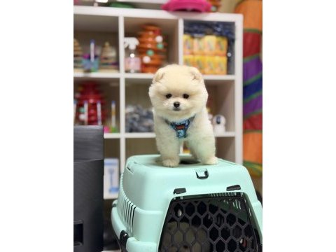 Teddy bear minik pomeranian boo