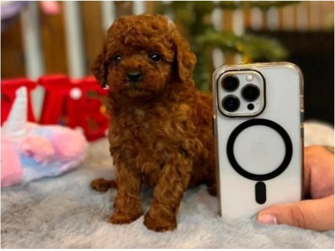 Orjinal red toy poodle erkek dişi yavru puppy dp aşılı