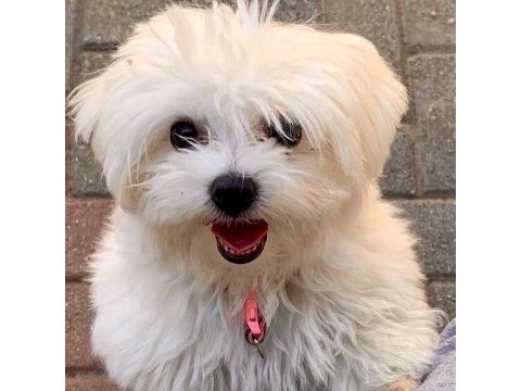 Sıfır numara maltese köpekler
