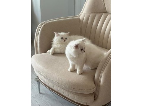 British longhair yavru kediler