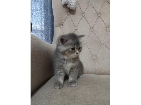 Saf cins sağlıklı british shorthair yavrular