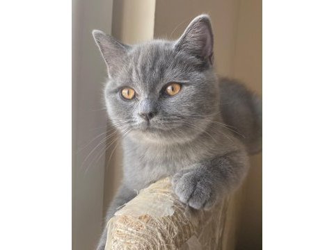 Safkan british shorthair gri