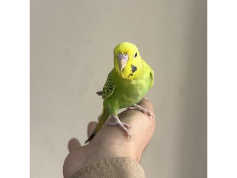 Bebek muhabbet kuşu yeni yeme düşmüştür