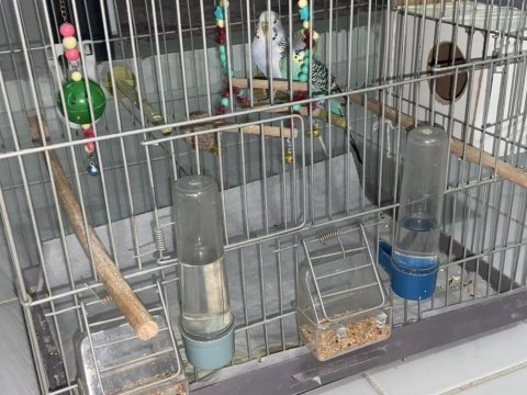 Dişi ve erkek muhabbet kuşu