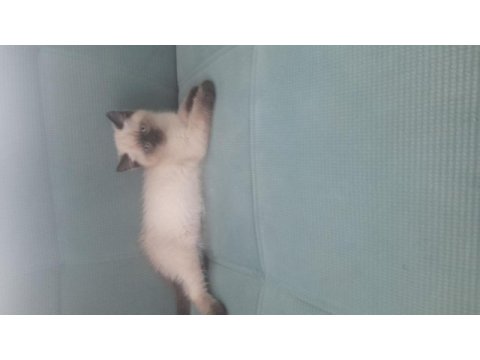 Son üç yavru british shorthair