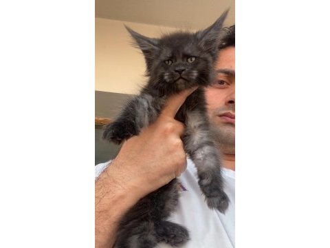 Siyah duman (black smoke) dişi maine coon