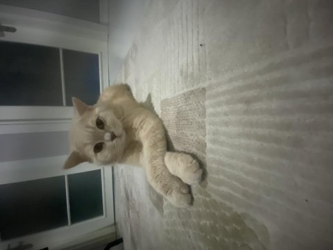 British shorthair cins kedimiz