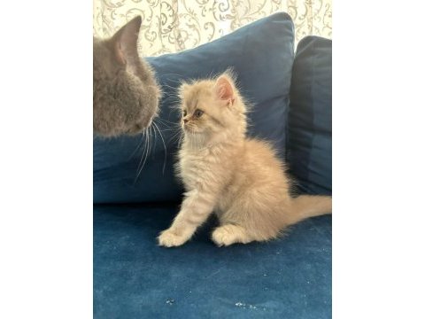 Yavru british longhair erkek