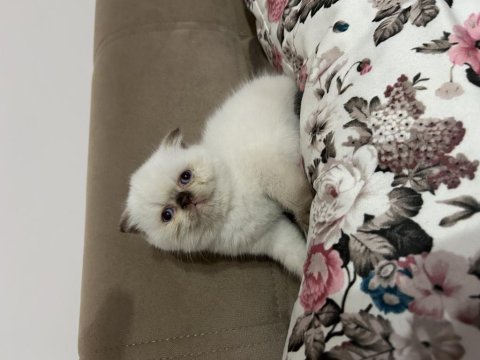 Beyaz scottish fold