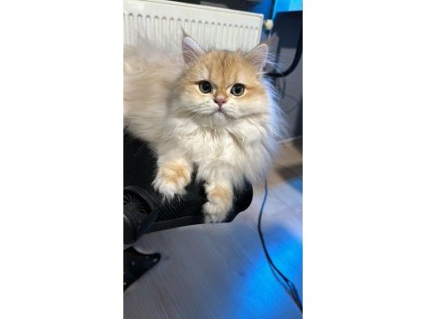 British longhair golden ny12 erkek yavrumuz