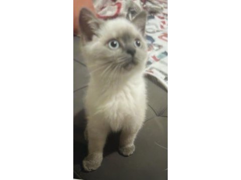 British blue point yavrum