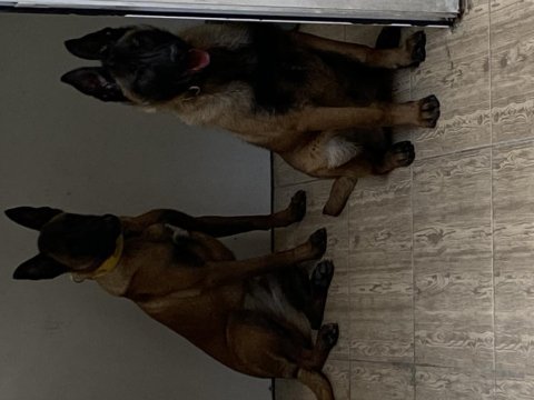 Safkan malinois köpeğimiz