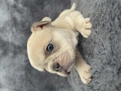 Exotic french bulldog yavrular