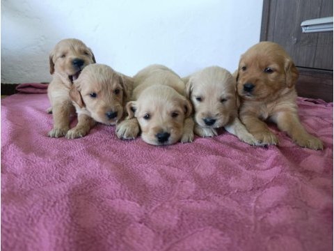Saf kan golden retriever bebekler için geç kalmayın