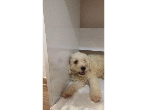 Maltipoo 2,5 aylık