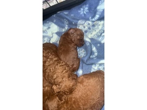 Red brown renk ırk garantili kore kan poodle