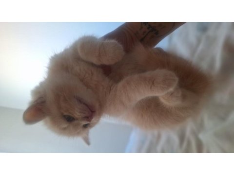 British shorthair yavru