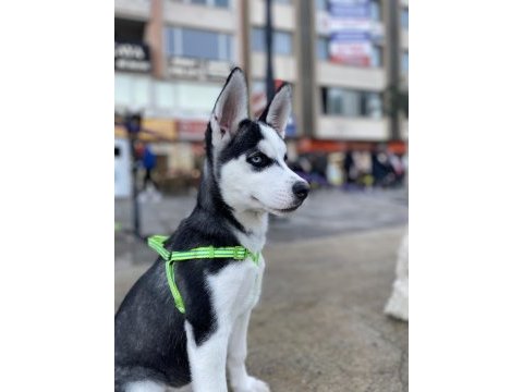 Dişi husky
