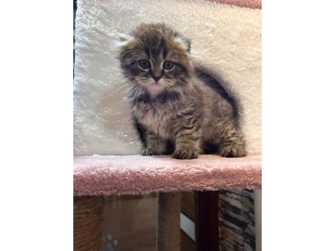 Scottish fold yavru kedimiz