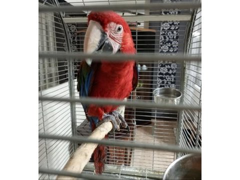 Ara macaw papağanı