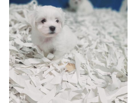 0 numara bembeyaz maltese terrier yavrularımız