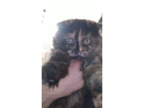 4 aylık scottish fold 2 yavru uysal