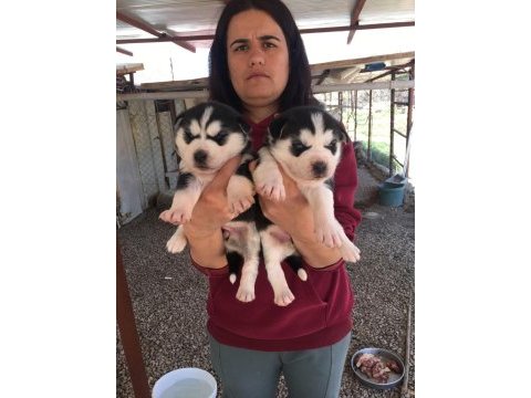 Maskeli orjinal mavi göz husky yavrular