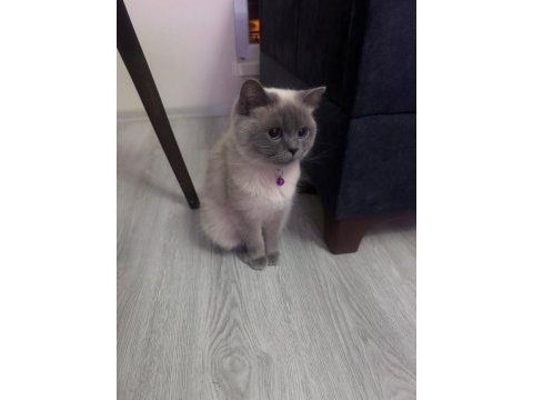 British blue point