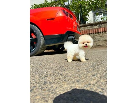 Ruhsatlı çiftlikten gerçek pomeranian