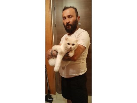Oyuncul akıllı ve uslu scottish fold