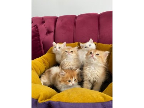 Bicolor cins kediler