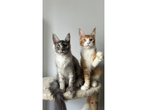 Sağlık ve ırk garantili minik maine coon devler