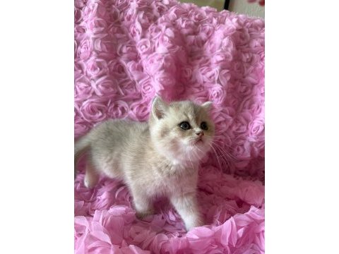 Dişi british shorthair