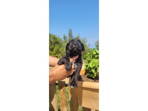 Safkan cane corso yavrularımız