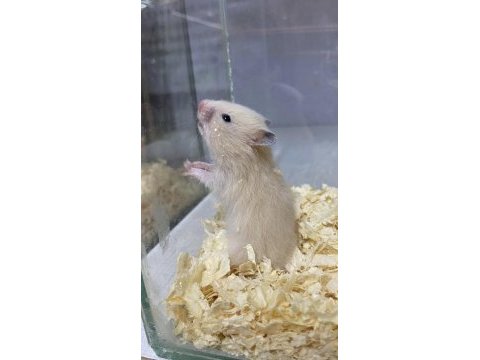 İndirimli kafes ve yavru hamster