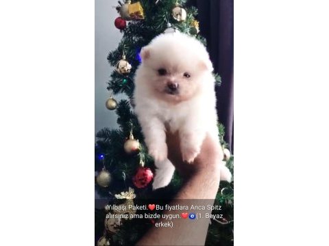 Orijinal pomeranian boo