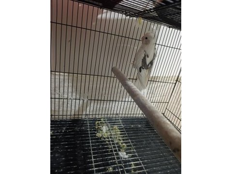 Heavy pied sultan papağanı