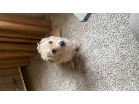 Terrier kırması kızımıza eşlemek için erkek arıyoruz