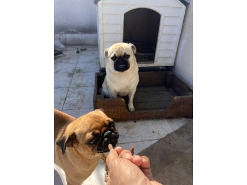 2 adet pug