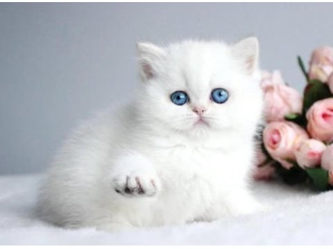 Kartopu ns1133 british shorthair