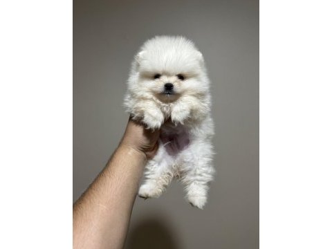 Pomeranian yavrularımız sizleri bekliyorlar