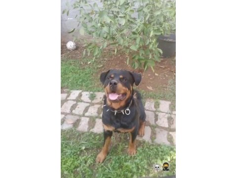 Koca kafa macar rottweiler köpeği