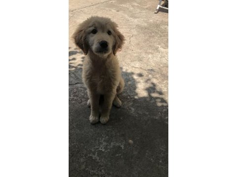 Aşıları tam 4.5 aylık golden retriever yavrum