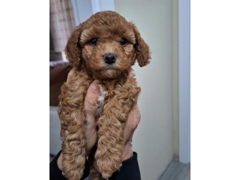 Kocaelide poodle dişi bebekler